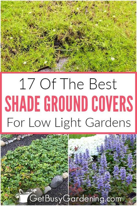 Ground Cover Landscape Ideas, Outdoor Ground Cover Ideas, Colorado Ground Cover, Groundcovers For Shade, Xeriscape Ground Cover, Ground Covering Perennials, Planting Ground Cover Plants, Low Ground Cover Perennials, Under Tree Ground Cover