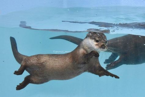 Otter Underwater, Sea Otter Swimming, Otters Swimming, Swimming Otter, Otter Swimming, Otter Art, Otters Cute, Otter Love, Animal Study