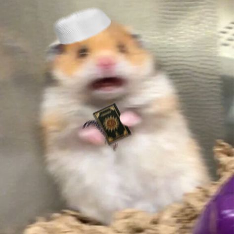 here is a hamster pfp for the halal brothers and sisters (I made this btw) Halal Pfp Aesthetic, Funny Halal Pfp, Ramadan Cat Pfp, Halal Cat Pfp, Pfp For Brother And Sister, Funny Islamic Pfp, Wallpaper Stay Halal, Anime Brothers Matching Pfp, Funny Hijabi Pfp