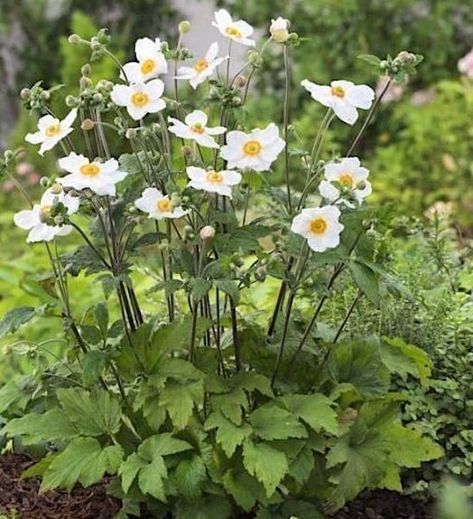 Honorine Jobert Anemone is a white japanese anemone. The foliage is wispy, and the flowers are a bright white, with contrasting yellow stamens. Spirea Shrub, Anemone Du Japon, Japanese Anemone, Ferns Garden, Outdoor Room, Anemone Flower, Moon Garden, Summer Plants, Plant Health