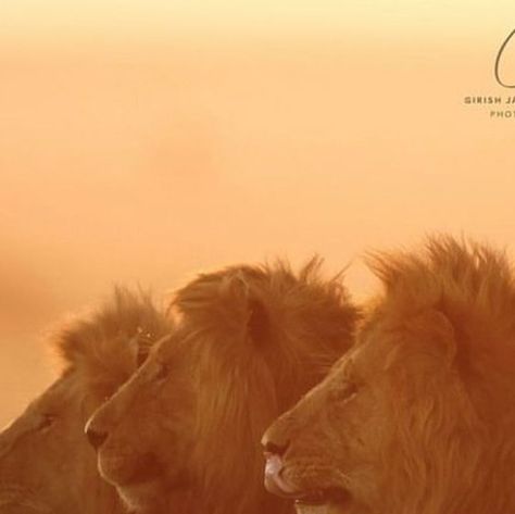 Big Cats & Nature Photography | Safari | Travel on Instagram: "3 Black Rock Boys...Male Lions in Maasai Mara, Kenya 🇰🇪  Oloimina, Lorkulup, Oloshipa  Featuring: @girish.jamadagni_photography   #blackrock #masaimara #kenya #africa #coalition #photography #lions #lion #malelion #bigcatsnaturephotography #bigfive #instagram" Maasai Mara Kenya, Rock Boys, Maasai Mara, Male Lion, Safari Travel, Masai Mara, Maasai, Black Rock, Big Cats