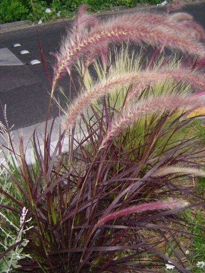 Landscape Grasses, Red Fountain Grass, Ornamental Grass Landscape, Landscape Beds, Garden Critters, Fountain Grass, Landscape Inspiration, Gardening Inspiration, Perennial Flowers