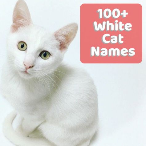 Naming a new pet is tough—use this list of white cat names for inspiration! #whitecats #cats #catnames #catlovers Male Cat Names Unique, Kitten Names Boy, Albino Cat, Boy Cat Names, Unique Cat Names, Cute Cat Names, Money Cat, Grey And White Cat, Kitten Names