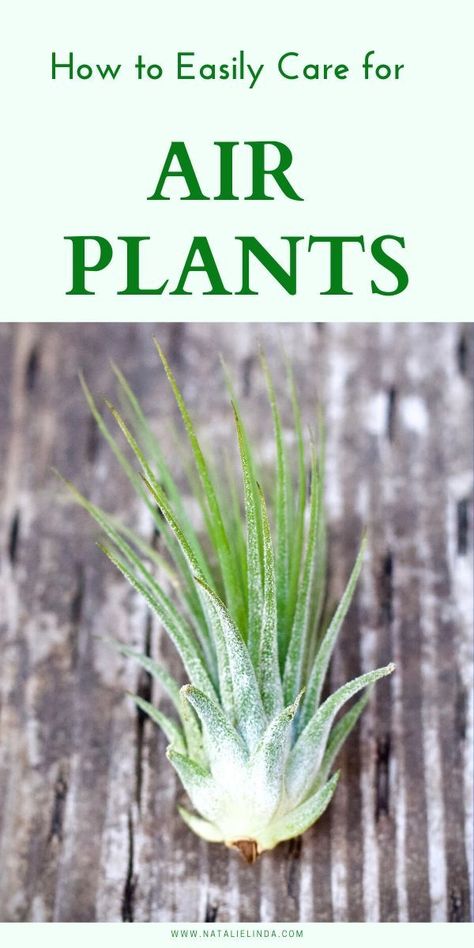 Learn how to care for air plants with this step-by-step guide! Air plants are perfect for indoor plants and gardening beginners because they're so low-maintenance. They're beautiful, too, so you can use them as part of your home decor! Woodland Homestead, Healing Lifestyle, Plant Advice, Types Of Air Plants, Air Plants Diy, Air Plant Garden, Air Plants Decor, Plants Care, Homestead Life