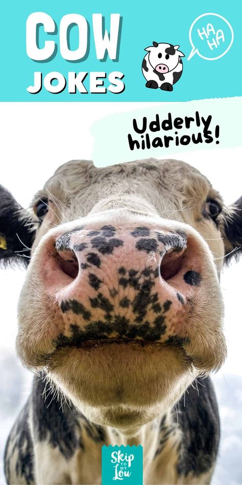 90+ Amoosing Cow Jokes Cows Quotes, Cow Jokes, Cold Jokes, Cow Puns, Cow Tipping, Cow Quotes, Cow Appreciation Day, Cows Mooing, Milk The Cow