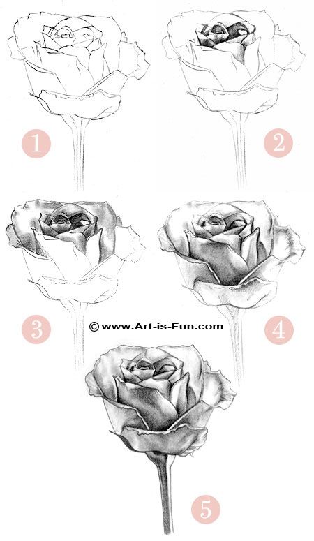 Learn How To Draw A Rose | 19 Feb 2009 Learn how to draw a rose and other flowers and plants with ... How To Draw Roses, Rose Drawings, Ako Kresliť, Animal Creatures, Draw A Rose, Pencil Drawings Of Flowers, Roses Drawing, Plant Drawing, Art Instructions