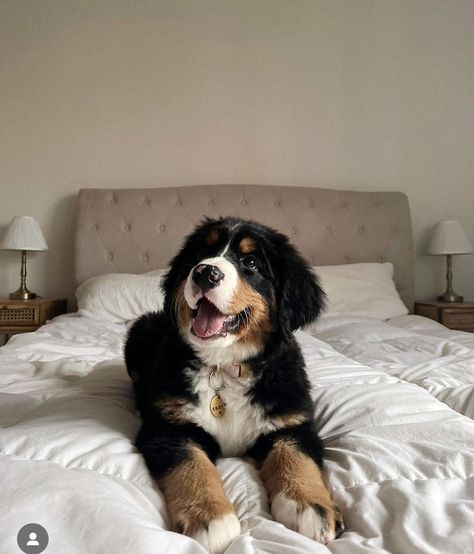 Bernese Mountain Dog Aesthetic, Berner Puppy, Mini Bernese Mountain Dog, Burmese Mountain Dogs, Bernese Puppy, Bernese Dog, Bernese Mountain Dog Puppy, Dog Breeds List, Cute Dogs Images