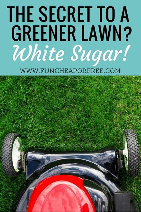 How to use sugar on your lawn as an inexpensive fertilizer! (It's cheap and it WORKS!) www.FunCheapOrFree.com Housekeeping Ideas, Lawn Repair, Lawn Fertilizer, Lawn Care Tips, Aerate Lawn, Multi Tools, Yard Care, Lawn Maintenance, Poo Pourri