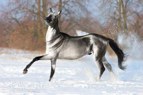 This striking silver Akhal Teke is having fun in the snow. Rare Horse Colors, Akhal-teke, Ahal Teke, Rare Horse Breeds, Unusual Horse, Akhal Teke Horses, Rare Horses, Horse Running, Gorgeous Horses