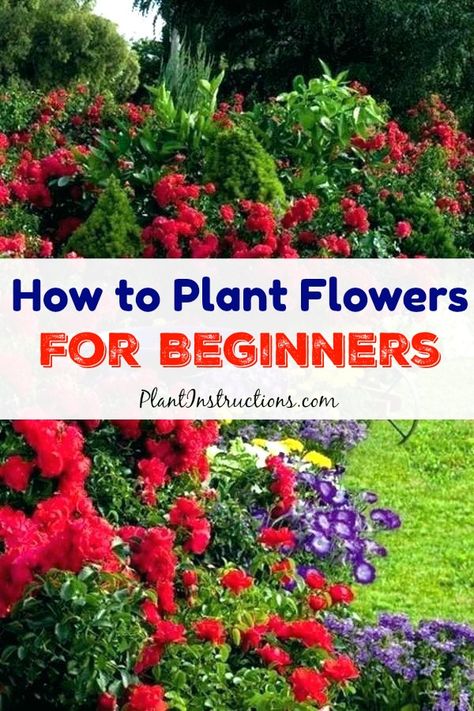 How To Plant Flowers, Flowers For Beginners, Beginners Landscaping, Easy Landscaping, Beautiful Flowers Garden, Landscaping Tips, Garden Fountains, Gardening For Beginners, Shade Garden