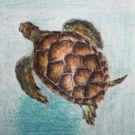 2] Turtle . . . . . . #turtle #drawing #artist #art #draw #sea #seaturtle #ocean #water #pencil #pencildrawing #colour #colours #colouring #hand #handdrawn #practice #learning #learn #animal #seaanimals #animals #sealife #seacreatures #seaanimal #creative #create Turtle Drawing Color Pencil, Turtle Drawing Reference, Cute Sea Turtle Drawing, Draw Sea, Sea Turtle Drawing, Textiles Gcse, Ocean Drawing, Turtle Drawing, Theme Inspiration