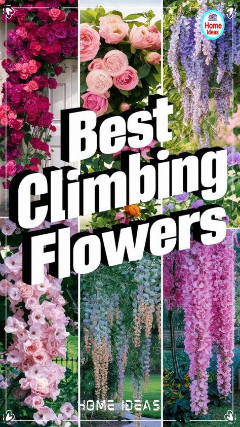 Fragrant Climbing Plants, Rose And Clematis Combinations, Climbing Roses Front Door, Climbing Rose Varieties, Outdoor Climbing Plants, Rose Trellis Ideas Diy Climbing Flowers, Wall Climbing Plants Outdoor, Best Climbing Flowers For Trellis, Vine Garden Ideas