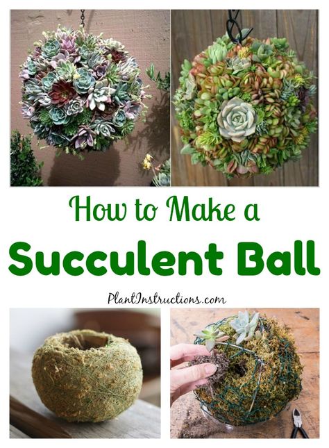 How to Make Succulent Balls Living Wall Ideas, Succulent Ball, Succulent Planter Diy, Succulent Garden Design, Outdoor Screens, Plant Crafts, Succulent Garden Diy, Garden Art Ideas, Hanging Succulents