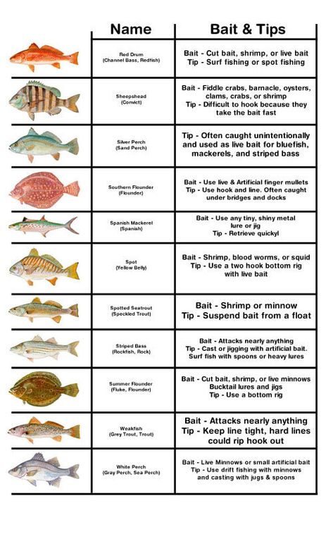 Diy Fish Bait, Fish Infographic, Surf Fishing Tips, Fishing Catfish, Crappie Bait, Fish Chart, Fishing Hacks, Fishing Baby, Meal Worms