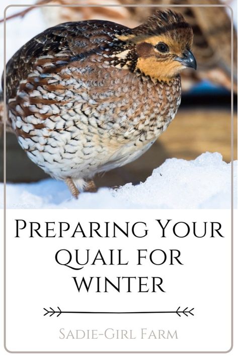 Quale Bird, Winterizing Quail Coop, Keeping Quail In Winter, Quail Outdoor Habitat, Winter Quail Coop, Quail Hideout, Outdoor Quail Enclosure, Quail Shelter, Quail Coop Diy