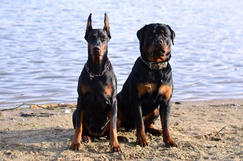 Rottweiler Guard Dog, Guard Dog Aesthetic, Doberman And Rottweiler, Rottweiler And Doberman, European Doberman, Protective Dogs, Cutee Animals, Guard Dog, Doberman Dogs