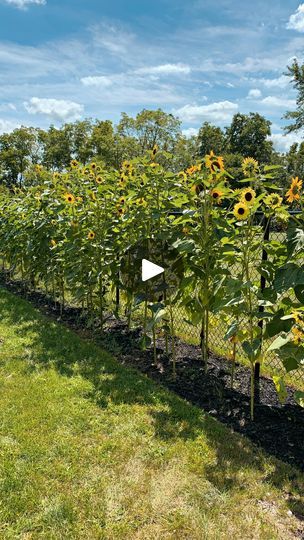 738K views · 41K reactions | Will you be growing a sunflower fence this summer?🌻 #gardenideas #sunflowers | Sabrina Pougnet Sunflower Fence Line, Sunflower Privacy Fence, Sunflower Fence, Sunflower Garden, Chain Link Fence, Privacy Fence, Garden Fence, Backyard Garden, Coop