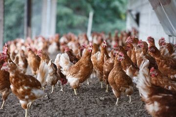 Chicken farming stock photos, royalty-free images, vectors, video Chicken Farming, Free Range Chickens, Free Range, Chicken Stock, Family Farm, Royalty Free Images, Stock Images, Stock Photos, Chicken