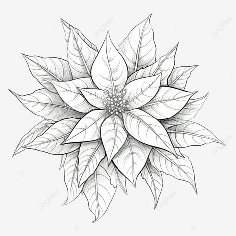 Pointsetta Tattoo Flower, Poinsettia Flower Drawing, Poinsettia Flower Template, Pointsetta Flower, Poinsettia Drawing, Poinsettia Tattoo, Poinsettia Illustration, Poinsettias Flowers, Christmas Sketches