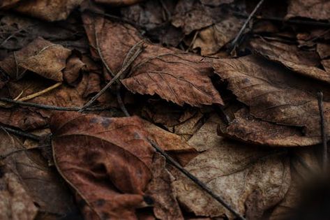 Withered Leaves Photo · Free Stock Photo In The Woods At Night, The Woods At Night, Woods At Night, Leaves Photo, Autumn Walk, Brown Leaves, Leather Leaf, Fallen Leaves, Dry Leaf