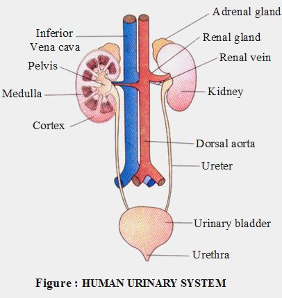 Process of Excretion in Human Body - A Plus Topper  #HumanExcretion Human Urinary System, The Excretory System, Body Systems Worksheets, Biology Diagrams, Science Diagrams, Excretory System, Chemistry Basics, Urinary System, Basic Anatomy And Physiology