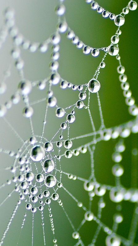 Morning dew on a spider web. - Macro photography. STEP RIGHT INTO MY LOVING PARLOUR said the spider to the fly, for mine is a magic diamond web, you can never escape me! some words my own, the actual fable written by Mary Howitt, English Poet, 1700s! Macro Fotografie, Foto Macro, Drops Of Water, Foto Tips, Morning Dew, Nature Water, 수채화 그림, Water Photography, Dew Drops