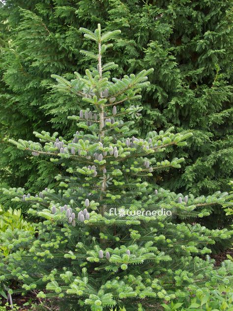 Korean fir with the scientific name: Abies koreana, a species of the genus Abies (Fir) in the family Pinaceae.Media-ID: 100002 Korean Fir Tree, Structural Plants, New Build Garden Ideas, Photography Korean, Abies Koreana, Tree Id, Specimen Trees, Scientific Name, Garden Photography