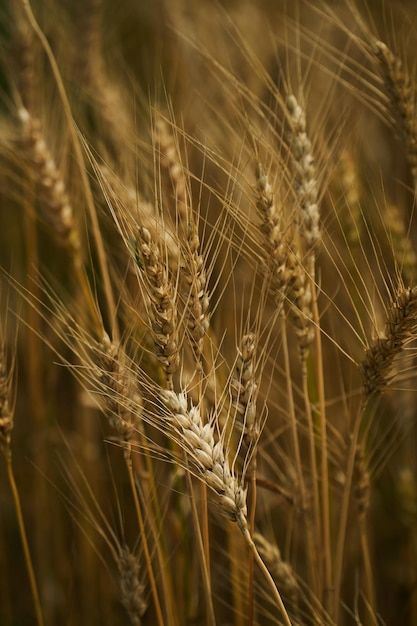 Winters crop | Premium Photo #Freepik #photo #grain #barley #wheat #rye Barley Grain, Winter Crops, Rye, Barley, Vector Photo, Premium Photo, 1 Million, Wheat, Graphic Resources