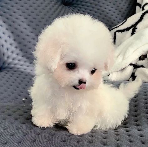 Cute Fluffy Puppies, Cute Fluffy Dogs, Cute Teacup Puppies, Cute Puppies And Kittens, Cele Mai Drăguțe Animale, Cute Dogs Images, Very Cute Puppies, Super Cute Puppies, Cute Small Animals