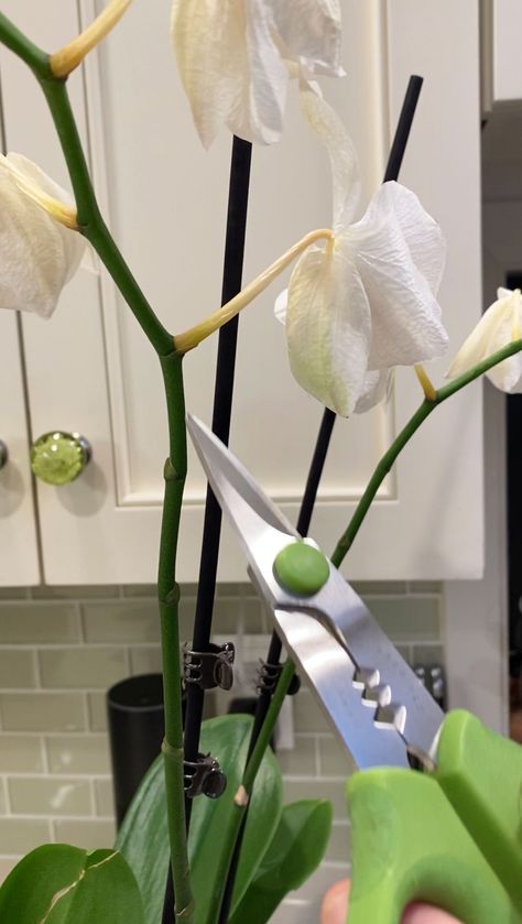 How To Make My Orchid Bloom Again, Taking Care Of Orchids How To, How To Root An Orchid, What To Do When Orchid Flowers Fall Off, How To Replant An Orchid, Care Of Orchids How To Take, Replant Orchids Plants, Orchid Care In Water, Care For Orchids After Blooming