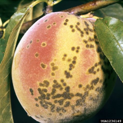 Peach Tree Care, Peach Tree Diseases, Growing Peach Trees, Apple Tree Care, Home Orchard, Fruit Trees Backyard, Fruit Tree Garden, Growing Raspberries, Pruning Fruit Trees