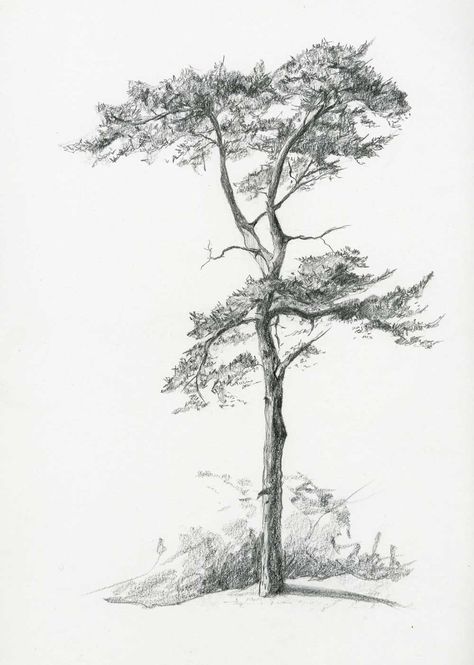 Tree Pencil Sketch, Plant Sketches, Landscape Pencil Drawings, Tree Drawings Pencil, Drawing Scenery, Pencil Trees, Nature Sketch, Tree Sketches, Incredible Art