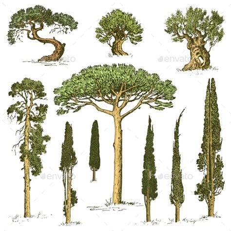 Tree Trunk Drawing, Bonsai Drawing, Black Olive Tree, Drawn Tree, Ormanlık Alan, Tree Plan, Beach Icon, Tree Sketches, Infographic Illustration