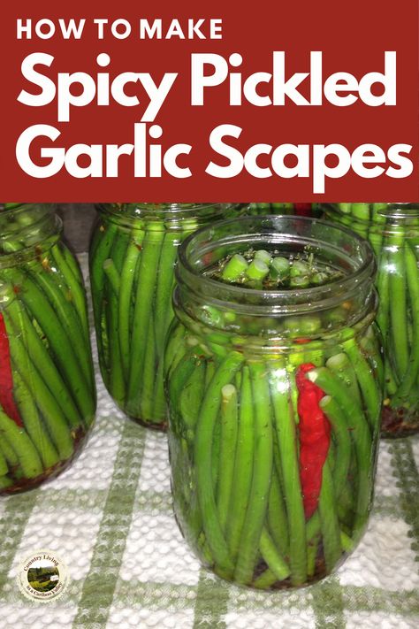 Pickled Garlic Scapes are perfect for appetizers or added to your Bloody Mary or Caesar. Full recipe and instructions to make Pickles. #recipe #pickles #garlic #scapes Pickled Garlic Scapes Recipes, Crispy Dill Pickle Recipe, Garlic Scapes Recipes, Spicy Pickled Garlic, Scapes Recipes, Pickled Garlic Scapes, Scape Recipes, Pickles Garlic, Make Pickles