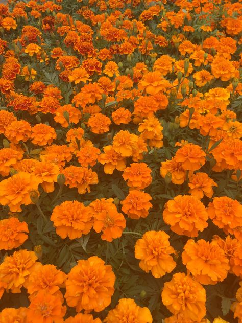 #color #orange #aesthetic #morealivewithcolor #flowers #carnations Orange Clothing Aesthetic, Color Orange Aesthetic, Orange Colour Aesthetic, Orange Aesthetic Cute, Carnation Aesthetic, Orange Carnations, Flowers Carnations, Aesthetic Orange, Purple Wallpaper Iphone