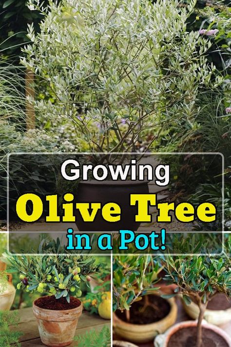 Potted Olive Tree Patio, Olive Tree Container, Olive Trees Outdoor, Patio Olive Tree, Outdoor Olive Tree In Pot, Olive Tree In Planter Outdoor, Pruning Olive Trees In Pots, Olive Tree In Planter, Mini Olive Tree