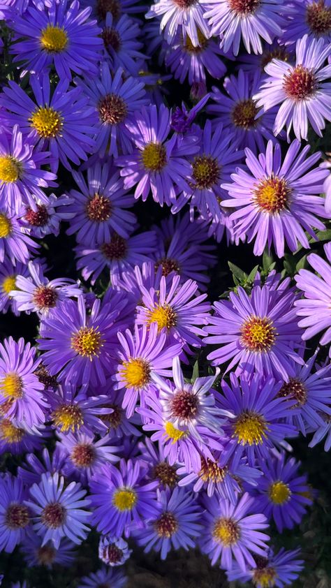 Fleurs aesthetic Violet fond d’écran Lila Aesthetic, September Mood, Nature Verte, Violet Aesthetic, Violet Pastel, Violet Hair, Violet Rose, Purple Daisy, Bleu Violet