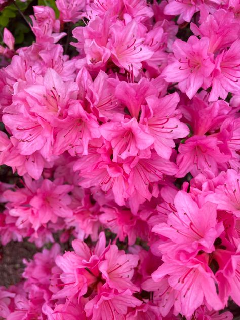 Azalea Flower, Pink Azaleas, Flower Iphone Wallpaper, Floral Photography, Flowers Bloom, Painting Wallpaper, Beautiful Blooms, My Garden, Landscaping Ideas