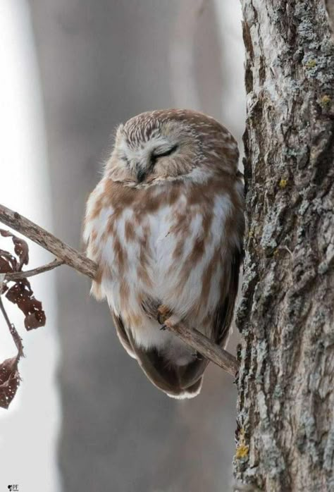 Northern Saw Whet Owl, Owl Aesthetic, Owls Cute, Drawing Owl, Wallpaper Birds, Owl Cute, Owl Drawing, Saw Whet Owl, Owl Animal