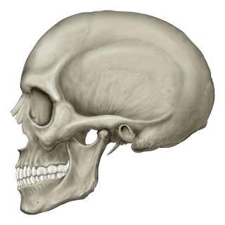 Skull Side View, Human Skull Drawing, Drawing Human Anatomy, Sketch Anatomy, Head Proportions, Skull Anatomy, Face Proportions, Male Figure Drawing, Human Anatomy Drawing