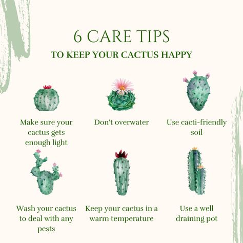 6 Care Tips To Keep Your Cactus Happy🌵😄 ➡️Make sure your cactus gets enough light ➡️Don't overwater ➡️Use cacti-friendly soil ➡️Wash your cactus to deal with any pests ➡️Keep your cactus in a warm temperature ➡️Use a well-draining pot Follow these tips to have a happy & healthy cactus! How To Take Care Of A Cactus, Cactus Care Tips Indoor, Cactus Facts, Cactus Bedroom, Plant Knowledge, Succulents Care, Cactus Names, Golden Barrel Cactus, Plant Tips