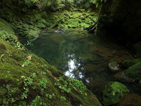 Green Pool, Forest Fairy, The Grove, Nature Aesthetic, Pretty Places, Green Aesthetic, Lush Green, Mother Earth, Pretty Pictures