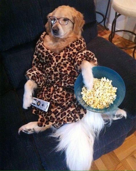 Literally me everyday #meme #funny #hilarious #comedy #dog #chill #netflix #lazy #eating #watchingtv #watchingkpop #popcorn #relax #relatable 골든 리트리버, Slaap Lekker, What Dogs, Silly Dogs, Story Instagram, Popcorn, Funny Dogs, Cute Puppies, A Dog