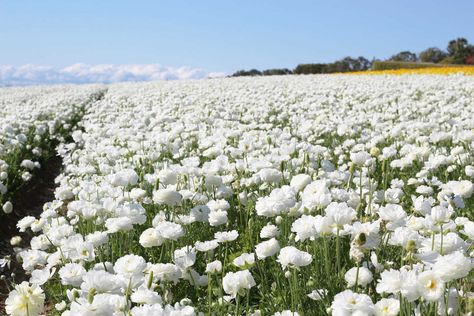 Fields of white buttercup ranunculus flowers at the Flower Fields in Carlsbad. Rose Field, Carlsbad Flower Fields, Instagram Guide, White Rose, White Flowers, Doors, California, Flowers, White