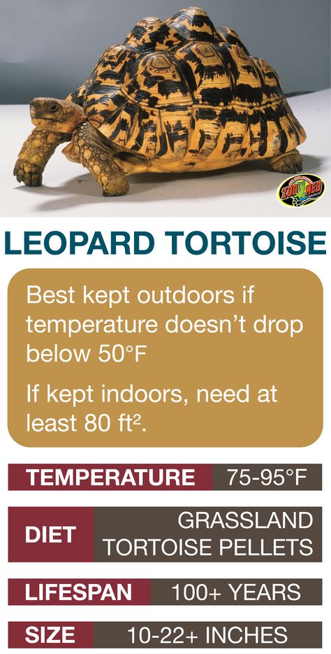 Leopard Tortoise Care Sheet. Learn the basics of Leopard Tortoise habitat setup and care needs before bringing home your new pet. Turtles Pet, Tortoise Food, Tortoise Table, Tortoise Enclosure, Leopard Tortoise, Russian Tortoise, Tortoise Care, Tortoise Habitat, Reptile Care