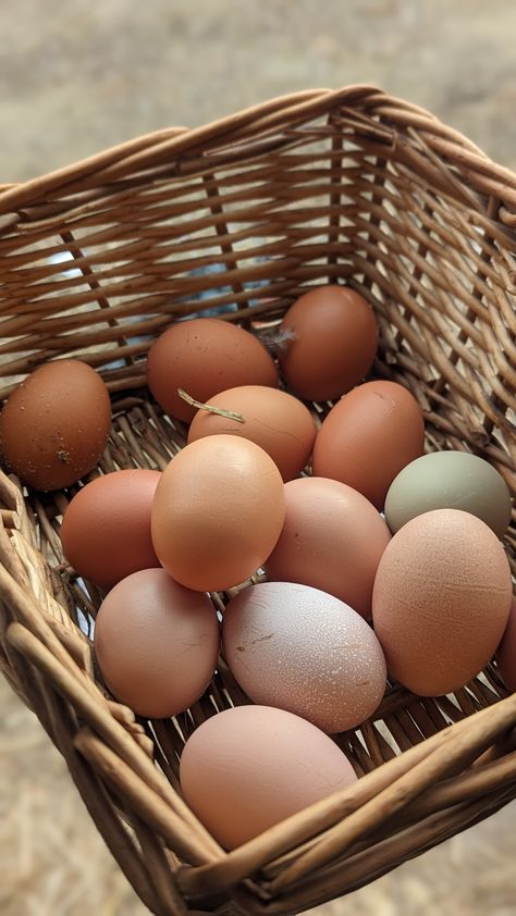 It's nice to have eggs in the backyard while egg prices are skyrocketing #homemaking #homestead #farmersofamerica #ffa #chickens Life Themes, Egg Pictures, Farm Pictures, Farm Fresh Eggs, Chicken Farm, Fresh Eggs, Chicken Eggs, Farm Girl, Farm Fresh