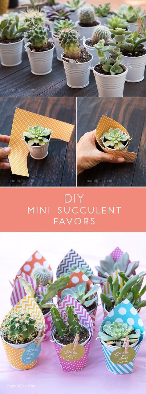 Make these Mini Succulent party favors, just wrap them with scrapbook paper, add a lable and done! Simple and easy! -MamiTalks.com Cute Succulent Ideas, Succulent Gift Ideas, Easy Favors, Succulent Party, Succulent Party Favors, Succulent Favors, نباتات منزلية, Cadeau Baby Shower, Succulent Gifts