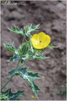 Mexican Poppy, Herbs Book, Prickly Poppy, Medicinal Weeds, Ayurvedic Plants, Medicinal Herbs Garden, Medicinal Garden, Ayurvedic Remedies, Herbal Plants