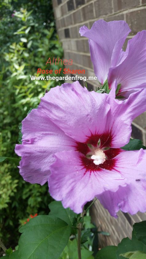 Rose of Sharon, Althea, Hibiscus syriacus Can be invasive in many areas grows zone 5-9 Althea Plant, Rose Of Sharon Tree, Rose Of Sharon Bush, The Rose Of Sharon, Hibiscus Care, Flowers From Seed, Crepe Myrtles, Yard Crafts, Flowers At Home