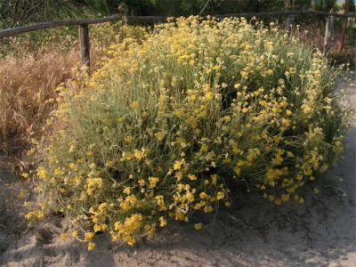 Helichrysum Curry Care - Learn About Growing An Ornamental Curry Plant Curry Tree, Curry Plant, Plant Uses, Curry Leaf Plant, Curry Leaf, Helichrysum Essential Oil, Helichrysum Italicum, Types Of Herbs, Tree Species